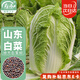 壽禾 山東膠州大白菜種子苗秋季蔬菜籽 山東膠州大白菜種子10g*3袋