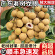 粵迎廣東石峽儲(chǔ)良龍眼【順豐冷鏈多地次日達(dá)】現(xiàn)摘現(xiàn)發(fā)脆甜多汁新鮮 10A級(jí)老樹果禮盒裝【送禮優(yōu)選】 凈4.5-5斤石峽龍眼【獨(dú)享裝】