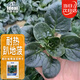 ldeal趴地菠菜種子耐寒耐熱四季播種秋季小葉大葉菠菜種籽蔬菜種子大全