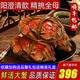 【活蟹】陽(yáng)澄清歆大閘蟹 鮮活特大螃蟹公蟹母蟹 海鮮水產(chǎn)生鮮禮盒 精品全母蟹3.2-3.5兩 十只禮盒裝