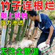 滅竹子的藥竹根連根爛強力除滅竹王殺竹滅竹專(zhuān)用殺竹爛竹根爛根粉 三桶【買(mǎi)二送一】輕松爛竹根藥