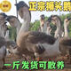 加急發(fā)貨【一斤苗】汕頭純種獅頭鵝苗正宗超大種小活苗鵝脫溫活體 買5送1(共發(fā)6只)三兩左右