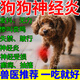 瑞美貝狗狗神經(jīng)炎狗狗甲鈷胺用品營(yíng)養(yǎng)品修復(fù)神經(jīng)炎發(fā)癲抽搐癱瘓跛行腿瘸 1盒 50ml 【體驗(yàn)裝】