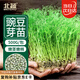 北蔬 豌豆芽苗菜種子四季種豆苗水培盆栽蔬菜籽 青豌豆芽苗菜種子500g