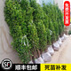 月歌圍墻籬笆植物大葉北海道黃楊苗冬青樹(shù)苗四季常青耐寒庭院綠籬樹(shù)苗 北海道冬青苗1.8-2米(10棵) 包成活