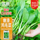 北蔬 雞毛菜種子種苗速生小青菜陽臺(tái)四季蔬菜種籽 全季雞毛菜種子30g