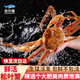【活鮮】漁傳播 俄羅斯鮮活松葉蟹1.3-1.4斤/只板蟹蟹類螃蟹 保鮮不?；?源頭直發(fā)包郵 