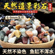 坤寧王魚缸造景石五彩石溪流石底砂石子底鋪沙石鵝卵石雨花石盆栽裝飾
