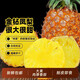 海南金鉆鳳梨新鮮水果應(yīng)季芒果鳳梨手撕香水菠蘿特產(chǎn)大果無(wú)眼 5斤