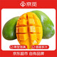 京覓 攀枝花凱特芒果 8斤單果600g+ 生鮮新鮮水果 源頭直發(fā) 