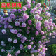 譽(yù)滿園（yumanyuan）薔薇花種子爬藤月季四季開(kāi)花爬墻攀援庭院室花卉盆栽植物玫瑰種子 藍(lán)色陰雨月季種子半斤