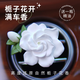 迪加倫梔子花車(chē)載香薰出風(fēng)口高級香氛汽車(chē)香水持久留香四季車(chē)內用好物