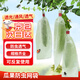 貝傅特 瓜果防蟲(chóng)網(wǎng)袋 水果套袋套瓜袋防蟲(chóng)防鳥(niǎo)專(zhuān)用黃瓜苦瓜絲瓜 15*50CM（50個(gè)）絲瓜套袋  無(wú)紡布