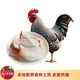 徐聞正宗散養(yǎng)森林雞 新鮮冷凍整只蘆花雞 土雞老母雞 生鮮食材 樹林大扇雞（殺后4斤以上）
