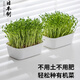 家の物語（KATEI STORY）日本進口豆芽發(fā)芽盆神器家用食品級綠豆芽栽培器豌豆苗發(fā)芽盆托盤 豆芽盆【雙層】兩個裝