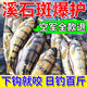 谷道香溪石斑魚專用餌料溪哥流釣石斑馬口魚通殺餌窩料打窩顆粒誘魚餌 買2送1【釣光整條河】3袋