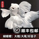 純種臺灣蝴蝶鯉魚好養(yǎng)耐活淡水冷水觀賞魚金魚錦鯉大尾大鰭活體 精品貴妃白普身【18--20厘米1條