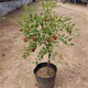 慕爾森棗樹(shù)活苗帶土球種植嫁接果樹(shù)苗沾化大冬棗樹(shù)苗盆栽地栽庭院別墅 棗樹(shù)2.5公分粗【原土發(fā)貨】 原土發(fā)貨