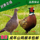 【順豐包郵】野雞山雞包活到七彩山雞成年農家散養野雞寵物雞 一對【公雞2.5斤 母雞1.6斤】