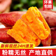 蓮山九鮮六鰲蜜薯正宗沙地黃心地瓜西瓜紅廣東甜薯番薯小香薯仔 凈重5斤中果（3-6兩）