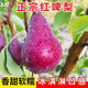 正宗紅啤梨新鮮梨子水果當(dāng)季現(xiàn)摘啤酒梨紅寶石梨脆嫩紅皮梨太婆梨 紅皮梨3斤中大果