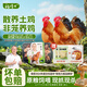 楊博士皖南散養(yǎng)大公雞 單只凈重2.6斤*2只 土雞肉整雞含雞胗源頭直發(fā)