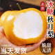 京地達梨冰糖秋月梨凈重9.8斤單果250g+新鮮香梨子水果中秋送禮源頭直發(fā)