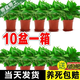 櫻霞綠蘿盆栽室內(nèi)植物綠植水培長藤垂吊大葉綠籮陽臺家用 11O#原裝盆綠蘿拖盤10盆+4肥+ 京東送貨上門