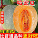 正宗脆甜西州蜜哈密瓜現(xiàn)摘頭茬蜜瓜新鮮當(dāng)季水果現(xiàn)摘水果 9斤【凈重8.5斤】3-5個 精選裝