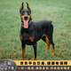 雙血統(tǒng)杜賓犬幼犬純種迷你美系德系羅威納護(hù)主護(hù)衛(wèi)大型犬寵物狗狗 寵物級 血統(tǒng)級(預(yù)定)發(fā)貨前補尾款