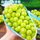 博多客陽光玫瑰葡萄 順豐冷鏈 進(jìn)口品種 新鮮無籽香印青提 應(yīng)季水果提子 1.6-1.8斤凈重(1串) 1串約2斤