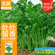 北蔬 香菜種籽老品種小葉大葉盆栽四季籽種苗 葉多維香菜種子約1300粒