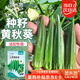菜禾地 黃秋葵種子苗羊角豆秋季不易老家庭種植蔬菜種籽 黃秋葵種子30粒