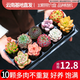 墨一多肉植物室內帶盆組合小盆栽帶樁大顆好養活多品種花卉綠植營(yíng)養土 10顆不重復