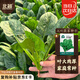 北蔬 大葉菠菜種子苗肉厚青菜秋天四季種蔬菜種籽 大葉菠菜種子20g