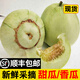 辰實【順豐】湖北甜瓜 白皮小香瓜 新鮮水果脆瓜梨瓜白糖罐蜜瓜 3斤【嘗鮮】
