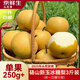 京鮮生安徽碭山新玉冰糖梨 3斤裝 單果250g+ 生鮮水果源頭直發(fā)