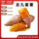 閩農(nóng)語果龍九蜜薯沙地紅薯九號(hào)黃心蜜薯新品地瓜低糖代餐河南蜜薯 5斤 果農(nóng)推薦【單果2-6兩】?jī)糁?.5斤