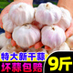 云南新鮮大蒜干蒜頭5斤特大整箱紫皮大蒜多瓣蒜種子蒜批發(fā)10包郵 1斤 小蒜頭【3.0~4.0cm】好吃又便宜