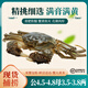 【活蟹】澄湖掌柜大閘蟹 鮮活大螃蟹公蟹可全母 海鮮水產(chǎn)生鮮禮盒 公4.5-4.8母3.5-3.8兩 四對(duì)8只 蘇州精品大閘蟹