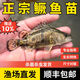 彌翠園正宗鱖魚苗桂花魚苗淡水養(yǎng)殖食用翹嘴鱖大眼鱖肉食冷水觀賞魚鱖魚 大鱖魚9-11厘米2條送1條防損