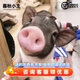 暮秋小主【豬豬俠同款】寵物小香豬活體幼崽家養純種迷你豬活物可愛(ài)萌寵 泰國小香豬幼崽（母）