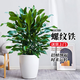 花翁大型綠植物客廳室內盆栽花卉螺紋鐵叢生1-1.2m[子彈頭盆]源頭直發(fā)