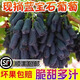 喜回眸【順豐】藍(lán)寶石葡萄新鮮孕婦水果整串美人指鮮果金手指無籽黑提子 2斤順豐包郵
