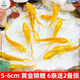 西洲曲黃金錦鯉活魚招財魚金魚活魚好養(yǎng)耐活冷水魚魚苗練手小金魚觀賞魚 5-6cm黃金錦鯉 6條送2備損