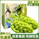 朵芮蜜現(xiàn)摘特級(jí)陽光玫瑰葡萄相印晴王無籽青提提子禮盒特大新鮮孕婦水果 凈重4斤單果8-12克