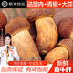 相遇紅顏現貨24小時達云南特產新鮮野生菌見手青紅蔥青頭菌白蔥雞樅牛肝菌 精選黃牛肝（黃賴頭） 1000g