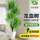 愛(ài)優(yōu)尚龍血樹(shù)綠植盆栽龍須樹(shù)室內(nèi)辦公室客廳造型大型落地植物源頭直發(fā)