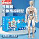 人體結(jié)構(gòu)模型兒童玩具器官模型可拆卸骨骼模型骨架醫(yī)學醫(yī)用 全透明款-人體模型 【可視化，可拼裝】