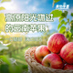 青怡云南昭通紅露蘋果冰糖心當(dāng)季早熟脆甜應(yīng)季水果產(chǎn)地直發(fā) 1.5斤【60mm】